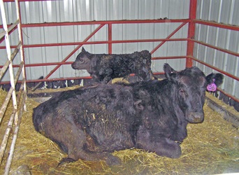 buffalo_calf_Pen